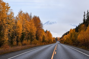 Road Between Autumn Trees