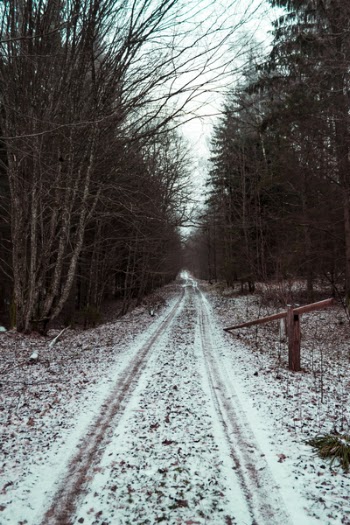 Road Between Bare Trees Under White Sky