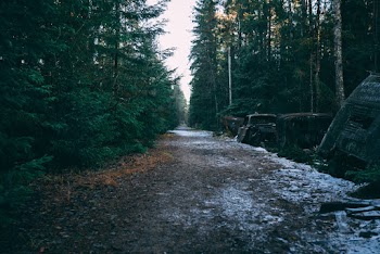 Road Between Green Forest Tree
