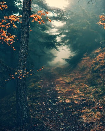 Road Between Green Trees