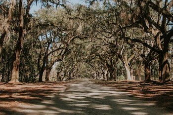 road between green trees
