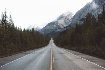 road between green trees