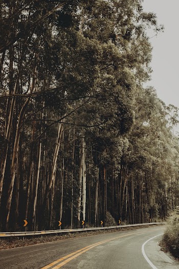 Road Between Green Trees
