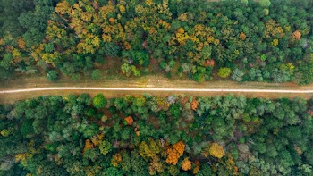 Road Between Green Trees High-angle Photography