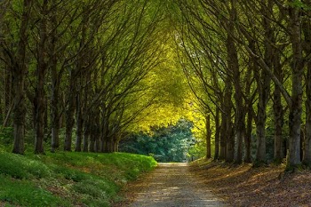 road between tree