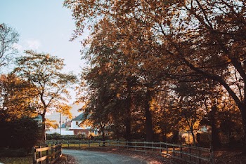 Road Between Trees