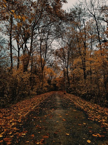 Road Between Trees