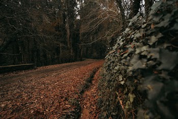 Road Covered With Dry Leaves