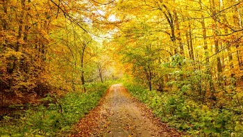 road full of leaves