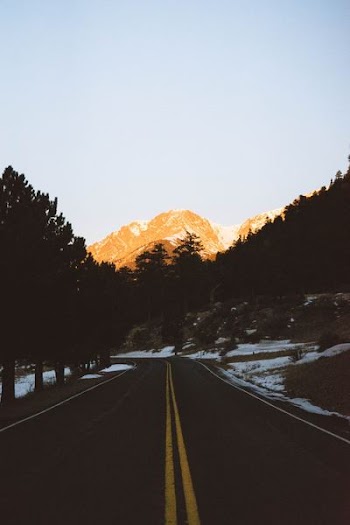road in between of trees