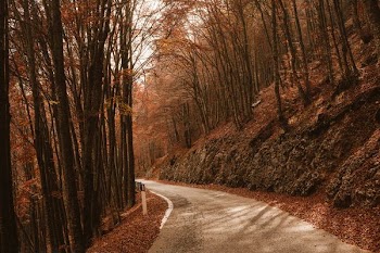 road in between trees at daytime