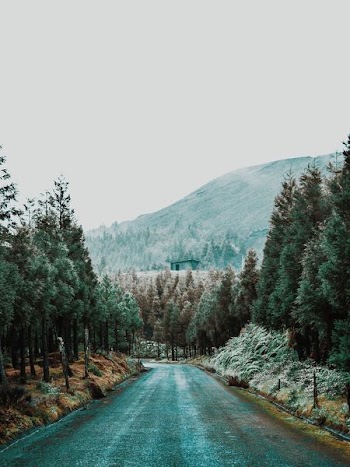 road in between trees near mountain covered by snow