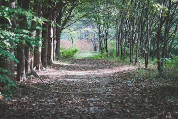 Road in Forest