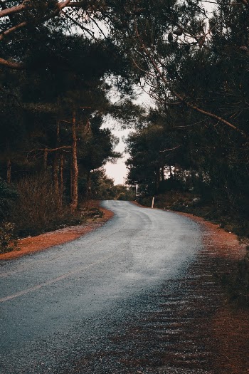 Road in the forest
