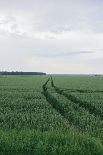 road landscape field summer