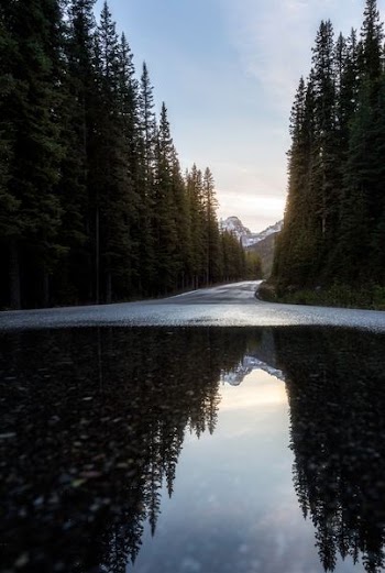 road near forest