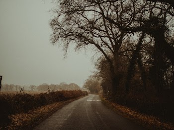 Road Near Forest