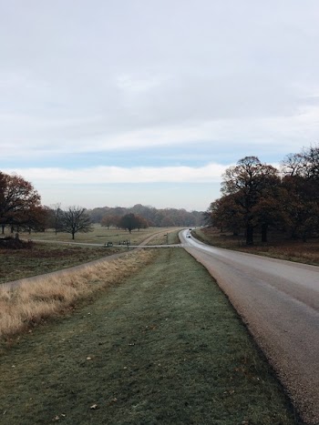 Road Near Green Grass Field