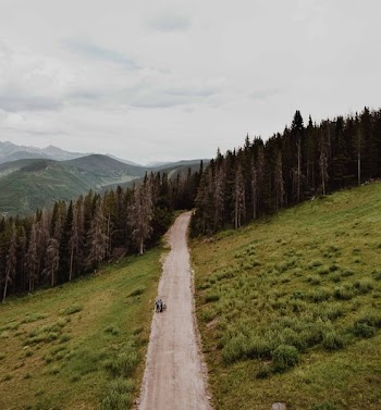 road on the middle of trees