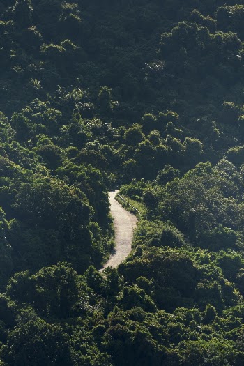 Road Passing through a Forest
