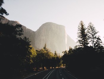 road surrounded by trees