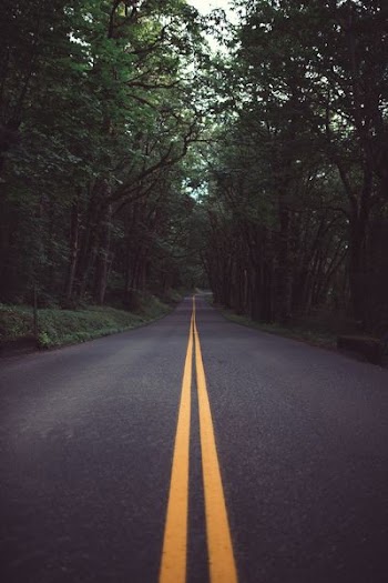 road surrounded by trees