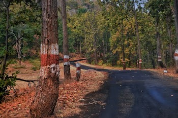 Road Surrounded by Trees