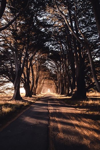 road through woods