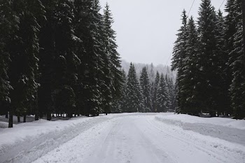 road with snow between trees