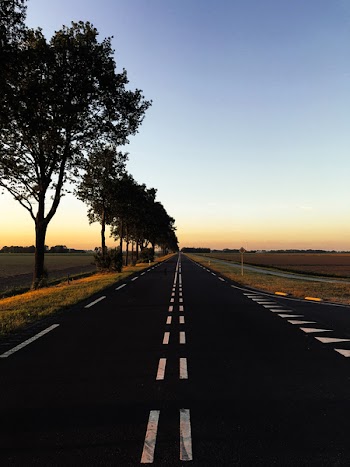 Road With Trees