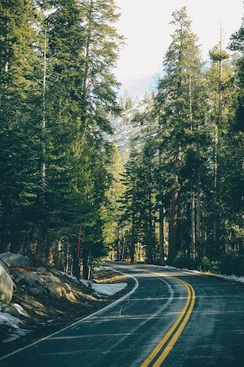Roadway In Between Trees