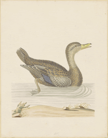 Roan Duck (c. 1790) by John | Free Photo - rawpixel
