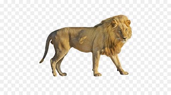 Roar, Felidae, East African Lion, Mammal, Lion PNG
