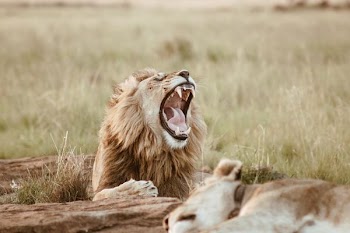 roaring lion on field