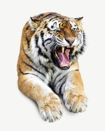 Roaring tiger animal collage element | Free PSD - rawpixel