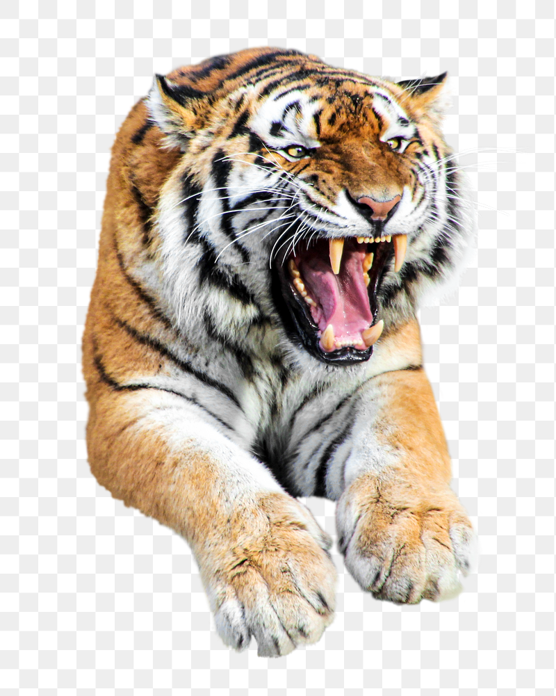 Roaring tiger animal png sticker, | Free PNG - rawpixel