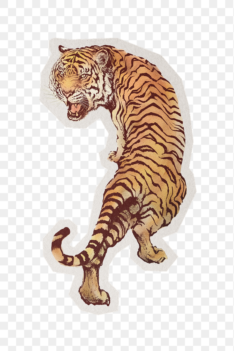 Roaring tiger png illustration sticker, | Free PNG - rawpixel