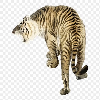 Roaring tiger png sticker, animal | Free PNG Sticker - rawpixel