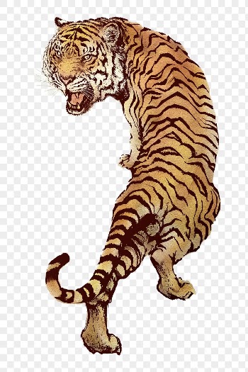 Roaring tiger png sticker, animal | Free PNG Sticker - rawpixel