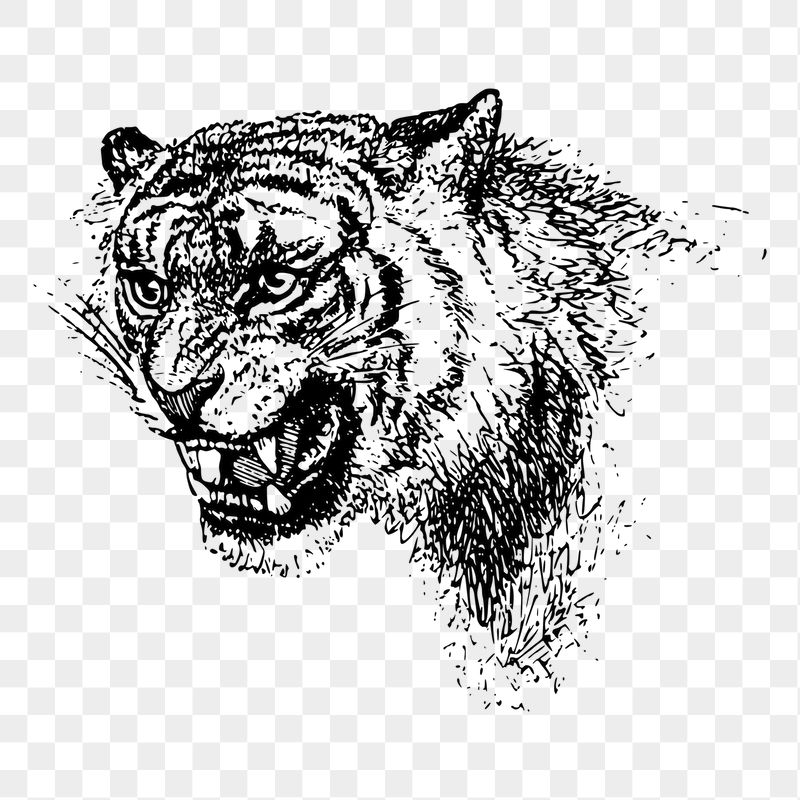 Roaring tiger png sticker illustration, | Free PNG - rawpixel