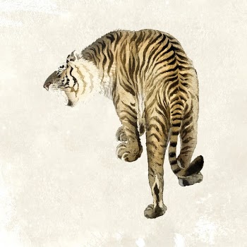 Roaring tiger sticker, animal realistic | Free Vector Illustration - rawpixel