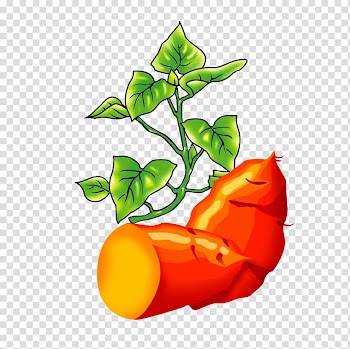 Roasted sweet potato Vegetable Food , Roasted sweet potato transparent background PNG clipart
