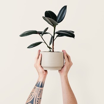 Robber plant held by tattooed hand isolated

… | Free stock photo | High Resolution image