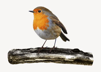 Robin bird collage element psd | Free PSD - rawpixel