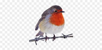 Robin Clipart - Robin Bird Png