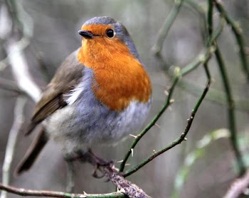 robin.jpg