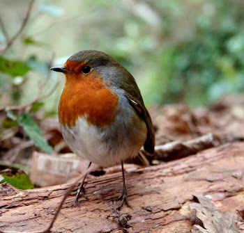 Robin1_1183.jpg