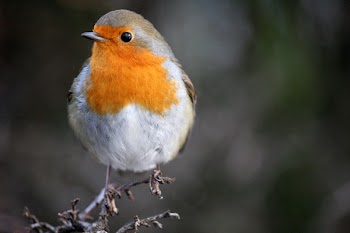 robin2.JPG