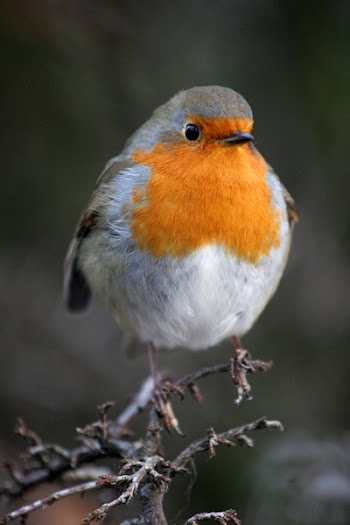 robin3.JPG