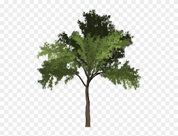Robinia, Tree, Green, Summer, Outdoor, Nature, Natural - Robinia Png